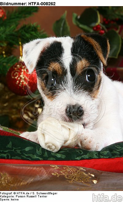 Parson Russell Terrier Welpe zu Weihnachten / PRT puppy at christmas / HTFA-008262
