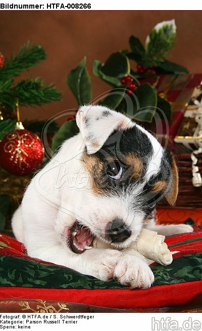 Parson Russell Terrier Welpe zu Weihnachten / PRT puppy at christmas / HTFA-008266