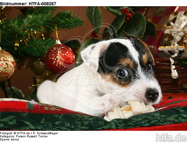 Parson Russell Terrier Welpe zu Weihnachten / PRT puppy at christmas / HTFA-008267