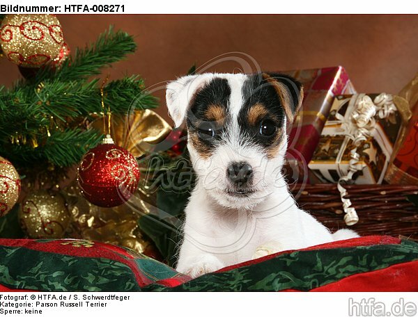Parson Russell Terrier Welpe zu Weihnachten / PRT puppy at christmas / HTFA-008271
