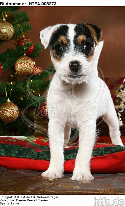 Parson Russell Terrier Welpe zu Weihnachten / PRT puppy at christmas / HTFA-008273