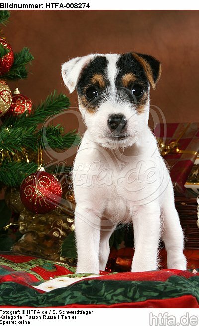 Parson Russell Terrier Welpe zu Weihnachten / PRT puppy at christmas / HTFA-008274