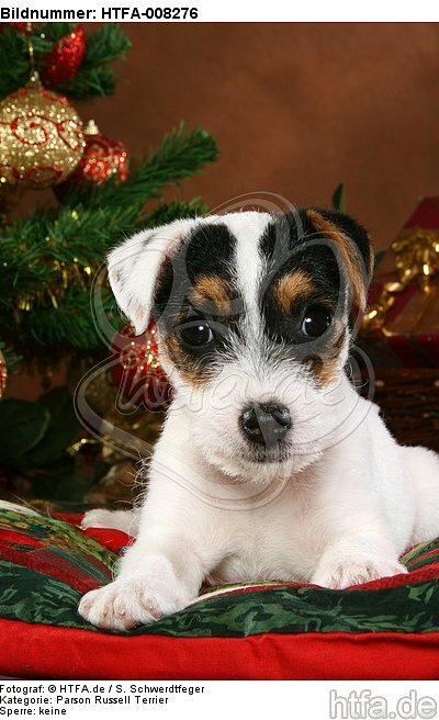 Parson Russell Terrier Welpe zu Weihnachten / PRT puppy at christmas / HTFA-008276
