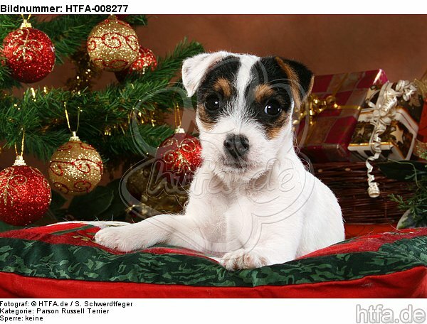 Parson Russell Terrier Welpe zu Weihnachten / PRT puppy at christmas / HTFA-008277