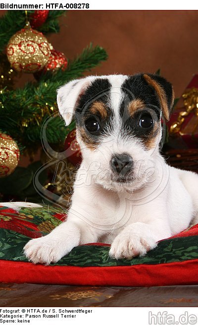 Parson Russell Terrier Welpe zu Weihnachten / PRT puppy at christmas / HTFA-008278