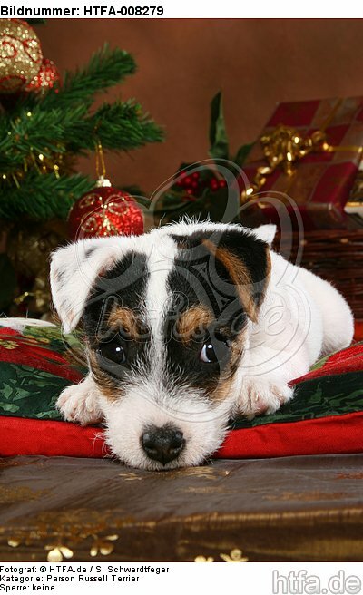 Parson Russell Terrier Welpe zu Weihnachten / PRT puppy at christmas / HTFA-008279
