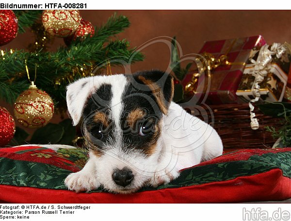 Parson Russell Terrier Welpe zu Weihnachten / PRT puppy at christmas / HTFA-008281