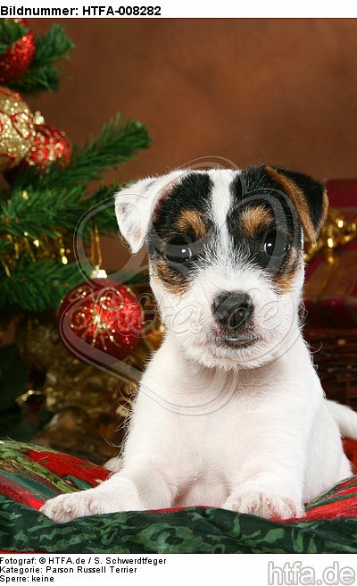 Parson Russell Terrier Welpe zu Weihnachten / PRT puppy at christmas / HTFA-008282