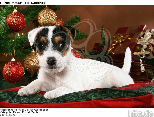 Parson Russell Terrier Welpe zu Weihnachten / PRT puppy at christmas / HTFA-008283