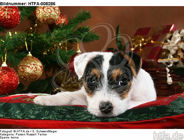 Parson Russell Terrier Welpe zu Weihnachten / PRT puppy at christmas / HTFA-008286