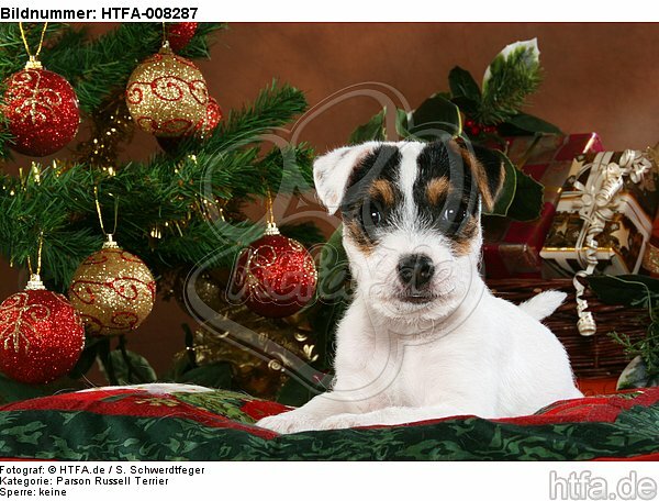 Parson Russell Terrier Welpe zu Weihnachten / PRT puppy at christmas / HTFA-008287