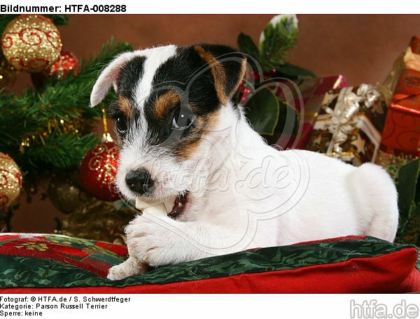 Parson Russell Terrier Welpe zu Weihnachten / PRT puppy at christmas / HTFA-008288