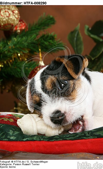 Parson Russell Terrier Welpe zu Weihnachten / PRT puppy at christmas / HTFA-008290