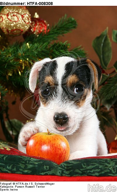 Parson Russell Terrier Welpe zu Weihnachten / PRT puppy at christmas / HTFA-008308