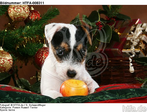 Parson Russell Terrier Welpe zu Weihnachten / PRT puppy at christmas / HTFA-008311
