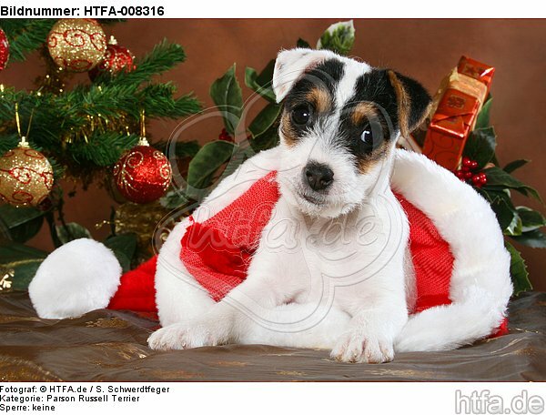 Parson Russell Terrier Welpe zu Weihnachten / PRT puppy at christmas / HTFA-008316