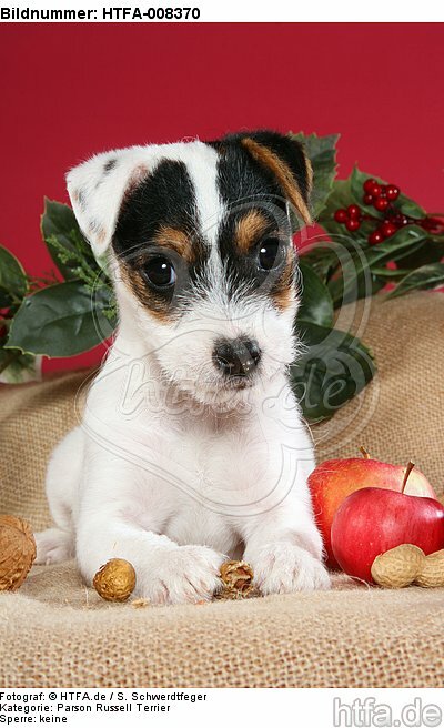 Parson Russell Terrier Welpe zu Weihnachten / PRT puppy at christmas / HTFA-008370