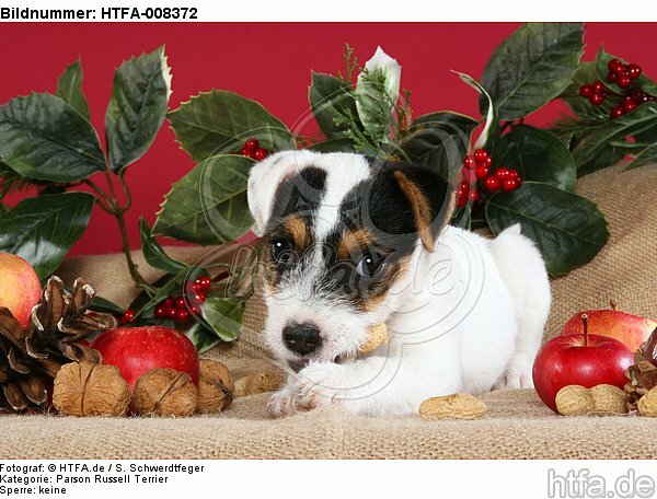 Parson Russell Terrier Welpe zu Weihnachten / PRT puppy at christmas / HTFA-008372