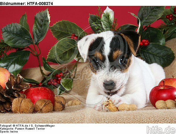 Parson Russell Terrier Welpe zu Weihnachten / PRT puppy at christmas / HTFA-008374