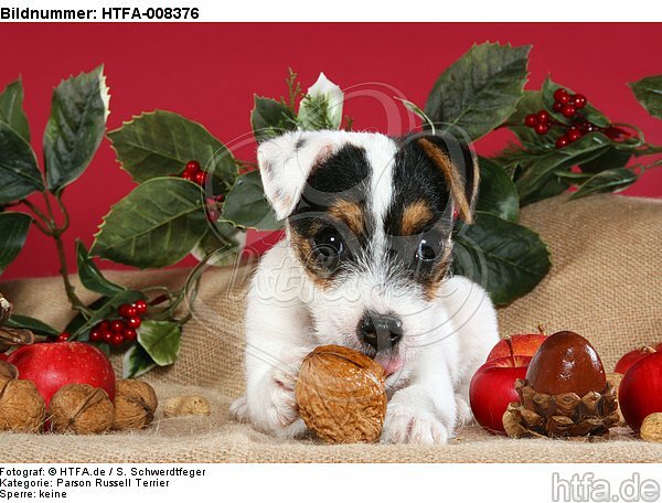 Parson Russell Terrier Welpe zu Weihnachten / PRT puppy at christmas / HTFA-008376