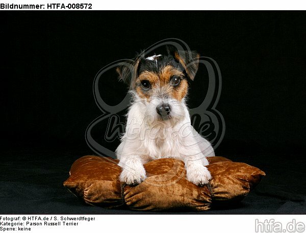liegender Parson Russell Terrier / lying prt / HTFA-008572