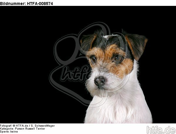 Parson Russell Terrier Portrait / HTFA-008574