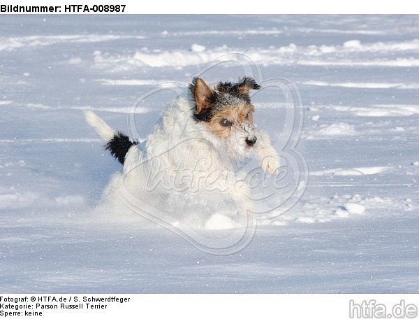 Parson Russell Terrier rennt durch den Schnee / prt running through snow / HTFA-008987