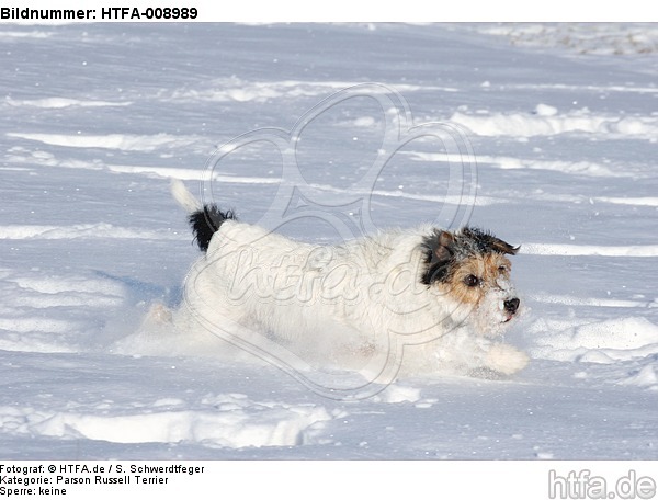 Parson Russell Terrier rennt durch den Schnee / prt running through snow / HTFA-008989