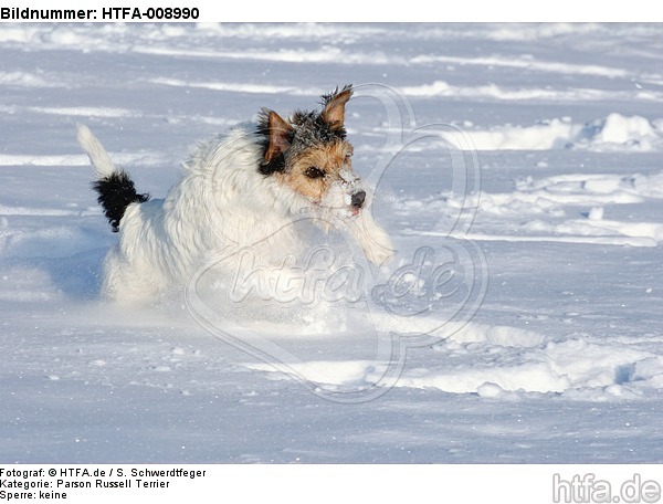 Parson Russell Terrier rennt durch den Schnee / prt running through snow / HTFA-008990