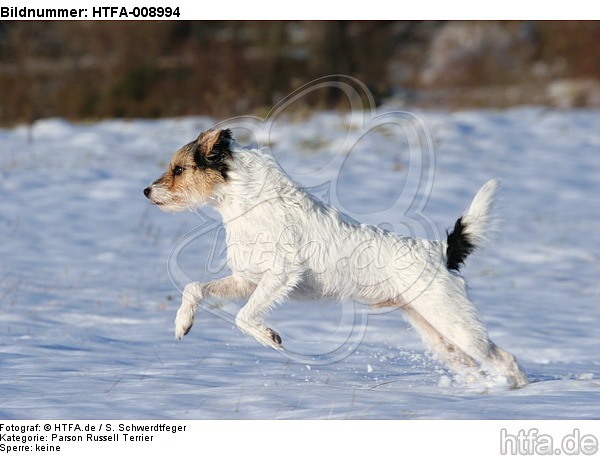 Parson Russell Terrier rennt durch den Schnee / prt running through snow / HTFA-008994
