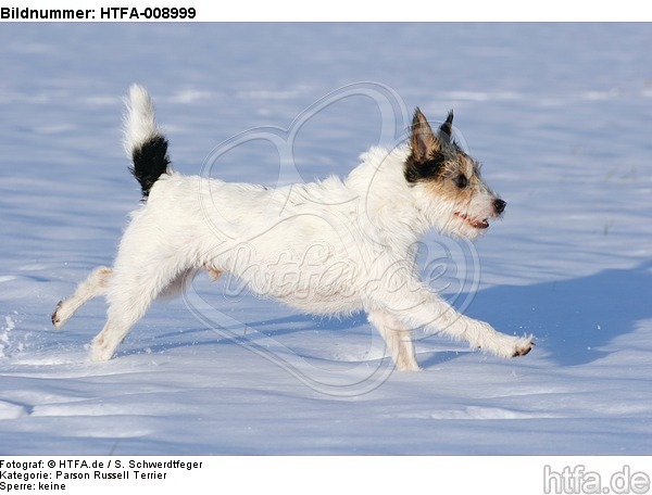 Parson Russell Terrier rennt durch den Schnee / prt running through snow / HTFA-008999