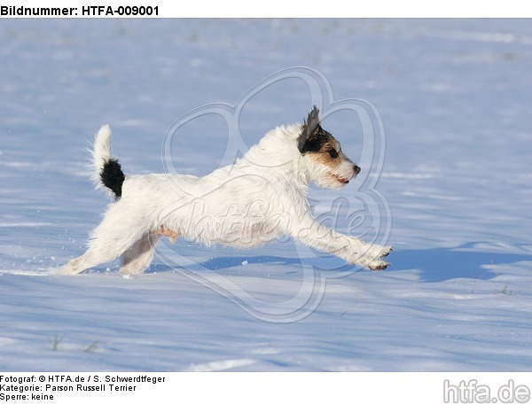 Parson Russell Terrier rennt durch den Schnee / prt running through snow / HTFA-009001