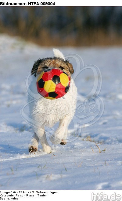 Parson Russell Terrier spielt im Schnee / prt playing in snow / HTFA-009004