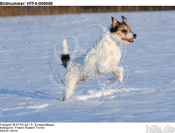 Parson Russell Terrier rennt durch den Schnee / prt running through snow / HTFA-009006