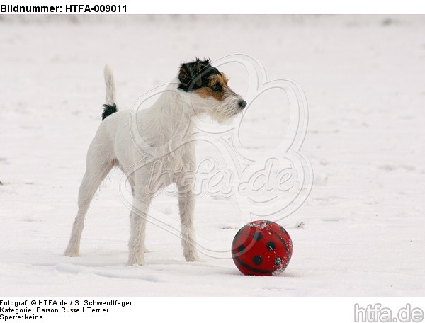 Parson Russell Terrier im Schnee / prt in snow / HTFA-009011