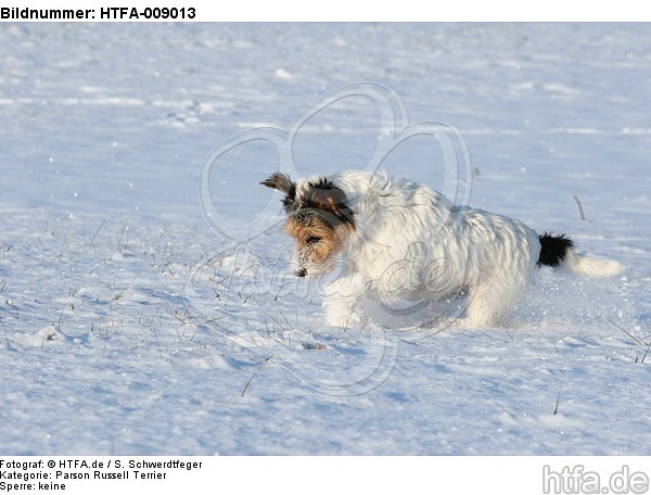 Parson Russell Terrier rennt durch den Schnee / prt running through snow / HTFA-009013