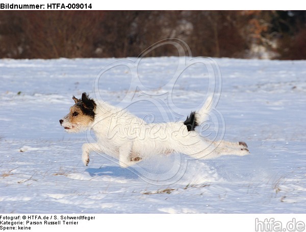 Parson Russell Terrier rennt durch den Schnee / prt running through snow / HTFA-009014