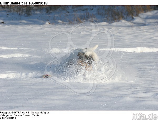 Parson Russell Terrier rennt durch den Schnee / prt running through snow / HTFA-009018