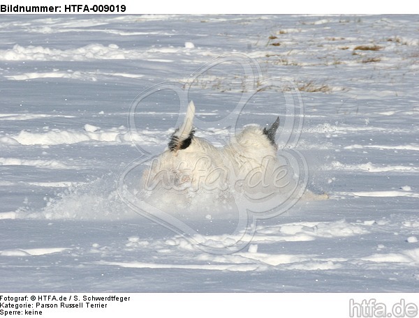 Parson Russell Terrier rennt durch den Schnee / prt running through snow / HTFA-009019