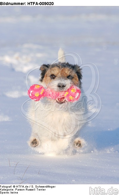 Parson Russell Terrier spielt im Schnee / prt playing in snow / HTFA-009020