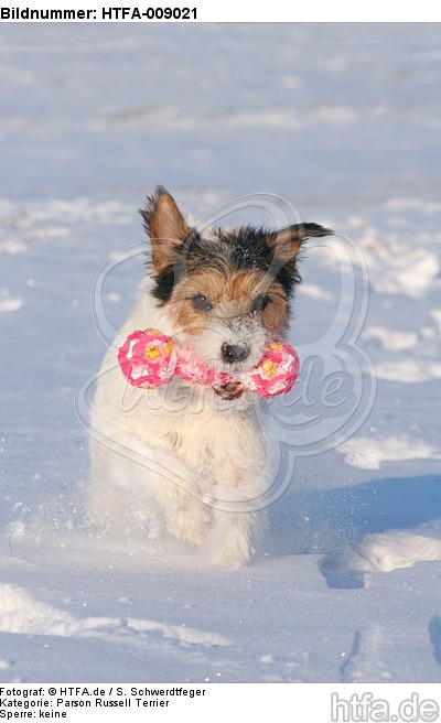 Parson Russell Terrier spielt im Schnee / prt playing in snow / HTFA-009021