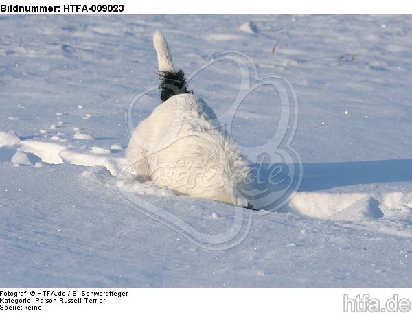 Parson Russell Terrier buddelt im Schnee / prt digging in snow / HTFA-009023