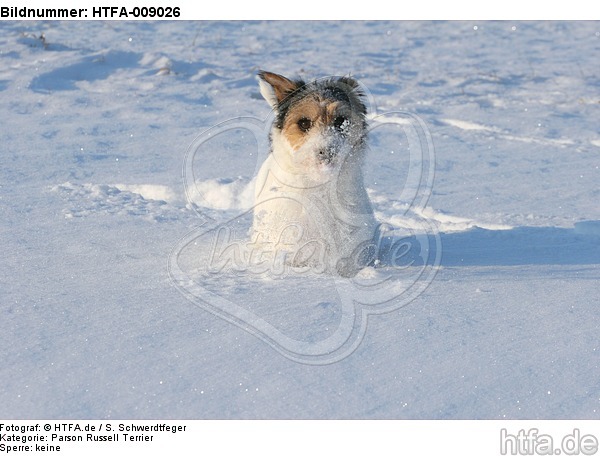 Parson Russell Terrier im Schnee / prt in snow / HTFA-009026