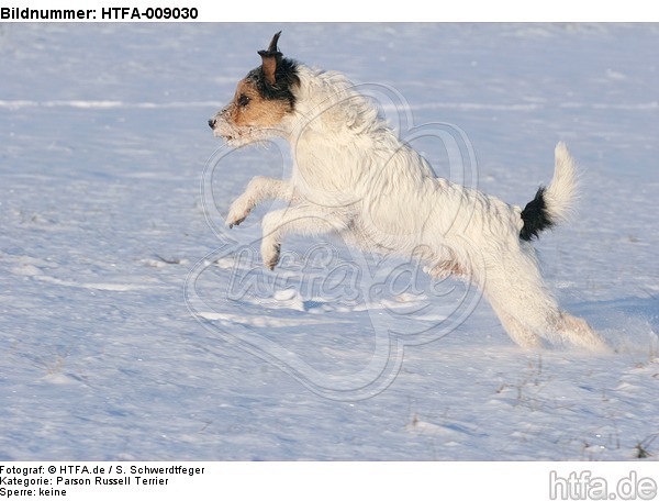 Parson Russell Terrier rennt durch den Schnee / prt running through snow / HTFA-009030