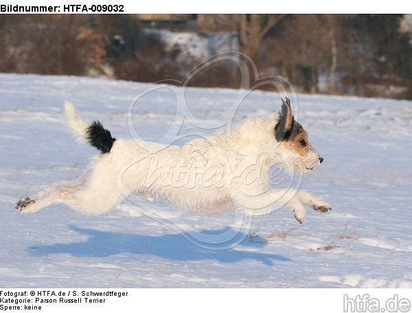 Parson Russell Terrier rennt durch den Schnee / prt running through snow / HTFA-009032