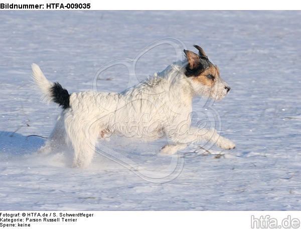 Parson Russell Terrier rennt durch den Schnee / prt running through snow / HTFA-009035