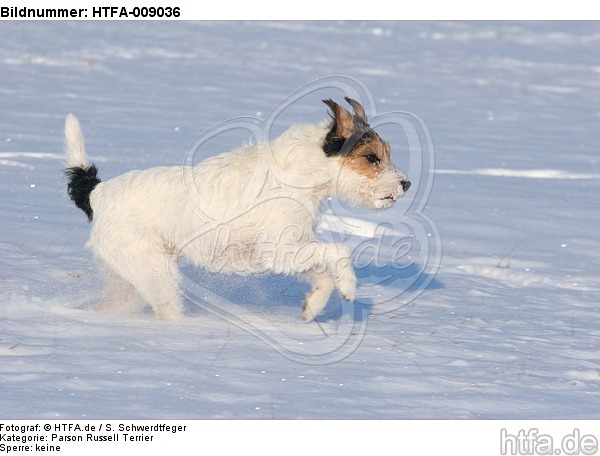 Parson Russell Terrier rennt durch den Schnee / prt running through snow / HTFA-009036