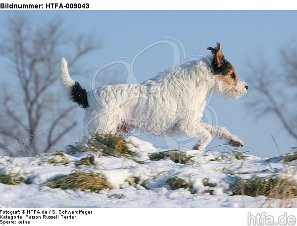 Parson Russell Terrier rennt durch den Schnee / prt running through snow / HTFA-009043