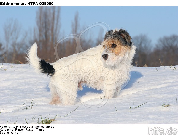 Parson Russell Terrier im Schnee / prt in snow / HTFA-009050