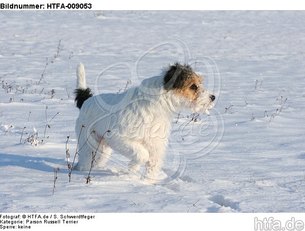 Parson Russell Terrier im Schnee / prt in snow / HTFA-009053